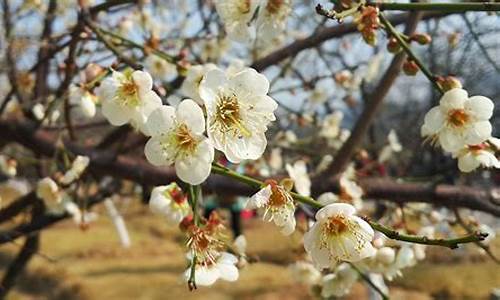 广州萝岗香雪公园梅花开了吗_广州萝岗香雪公园梅花开了吗现在