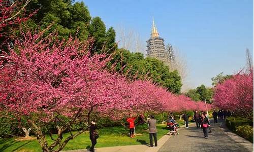 常州红梅公园植物_常州红梅公园植物养护管理现状