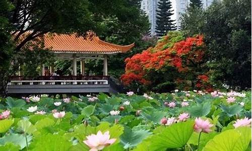 洪湖公园的花_洪湖公园的花种类繁多竞相开放