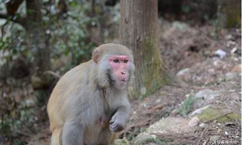 旗山森林公园猴子_旗山森林公园猴子在哪里